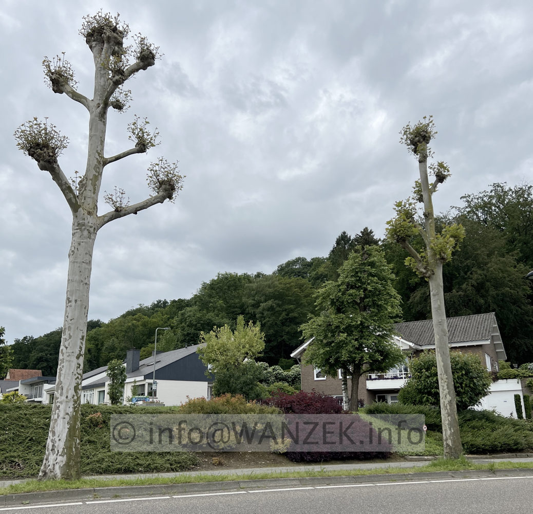 Platanus hispanica - Pyramide 01.jpg